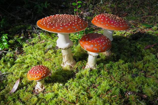Amanita muscaria is a mushroom species traditionally used in shamanic activities by indigenous Siberian and Baltic cultures such as the Saami of Finland and the Koryaks of Eastern Siberia. Shamans used it as an alternative method of achieving a trance state. In most cases, however, Siberian shamans achieve trance by prolonged drumming and dancing. Amanita muscaria is a mushroom species traditionally used in shamanic activities by indigenous Siberian and Baltic cultures such as the Saami of Finland and the Koryaks of Eastern Siberia. Shamans used it as an alternative method of achieving a trance state. In most cases, however, Siberian shamans achieve trance by prolonged drumming and dancing.